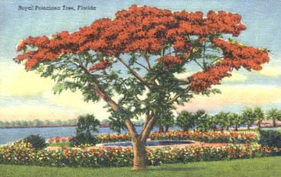 Razgledna razglednica Florida
